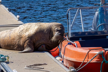 Magnus the famous young male Walrus enjoying the sunshine resting on a pontoon in the Moray coastal town of Hopeman © Sarah