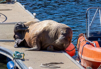 Magnus the famous young male Walrus enjoying the sunshine resting on a pontoon in the Moray coastal town of Hopeman © Sarah