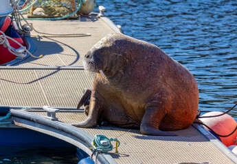 Magnus the famous young male Walrus enjoying the sunshine resting on a pontoon in the Moray coastal town of Hopeman © Sarah