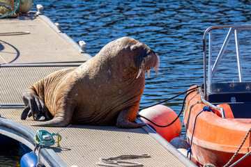 Magnus the famous young male Walrus enjoying the sunshine resting on a pontoon in the Moray coastal town of Hopeman © Sarah