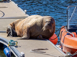 Magnus the famous young male Walrus enjoying the sunshine resting on a pontoon in the Moray coastal town of Hopeman © Sarah