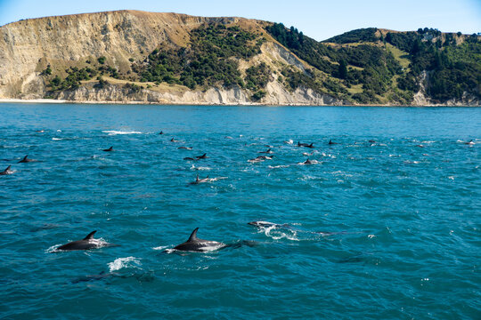 Hector Dolphin Jumping in New Zealand Ocean