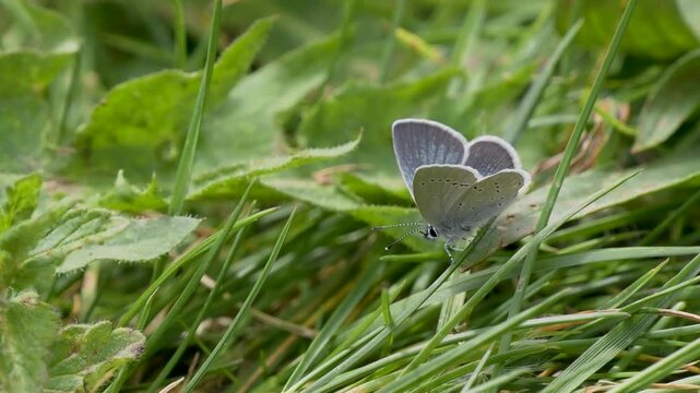 Male Small Blue Butterfly Roosting