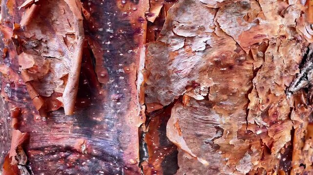 Macro Texture of Peeling Red Bark from a Tropical Chaca Tree