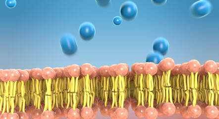 Large molecules are often too big to pass directly through the lipid bilayer of the cell membrane,...