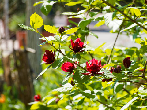 Calycanthus raulstonii 'Hartlage Wine' - Horizontal branch of Sweetshrub covered with a lot of elegant bright red flowers between vibrant emerald-green textured foliage
