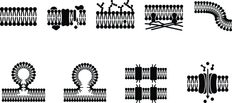 Human Lungs Capacity Progress Bar Vector Icon Set for Medical Infographics, Healthcare Apps & Respiratory Health Education (EPS)