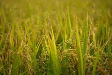 Fototapeta premium Close up paddy in the field