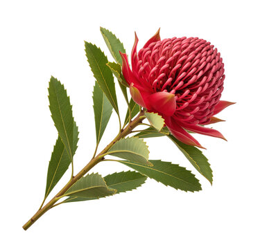 Enhancing australian themed wedding greeting card illustration or organic cosmetic soap packaging layout using realistic red waratah wildflower element isolated botanical clip art graphic