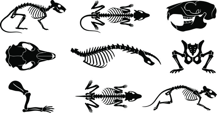 Hantavirus Collection of rodent and reptile skeletons and skulls in silhouette bone