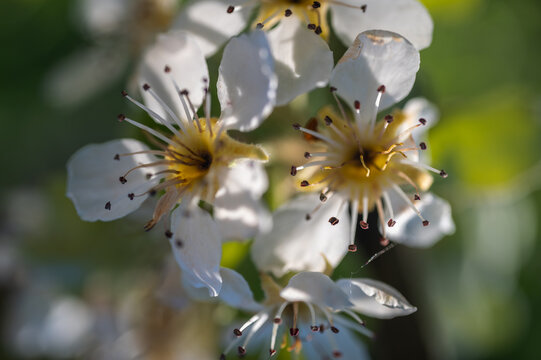 Macro close up of white spring blossoms on a branch with soft green bokeh. Fresh floral background of blooming fruit tree in sunlight. Nature beauty concept, selective focus