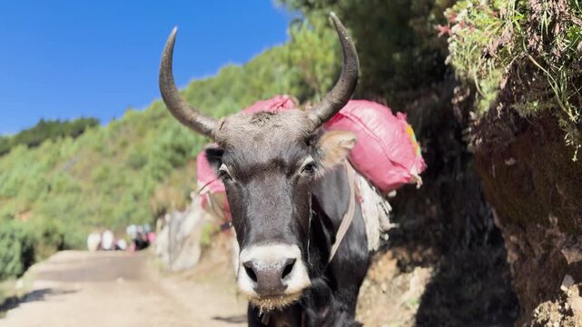 Loaded yak carrying supplies on mountain trail in Himalayas, Nepal