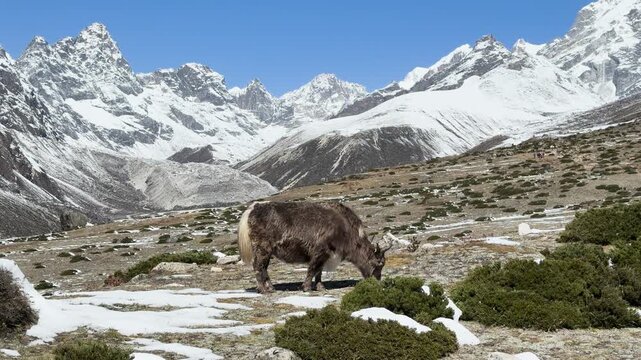 Shaggy yak grazing in Pheriche Valley in Himalayas, Nepal