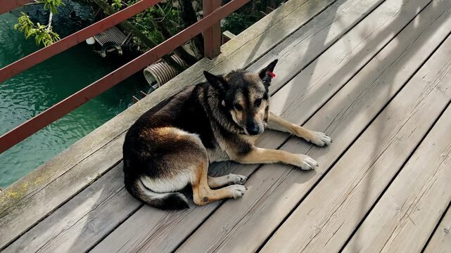 A street dog lies on a wooden bridge and looks at the camera. The dog has sad eyes