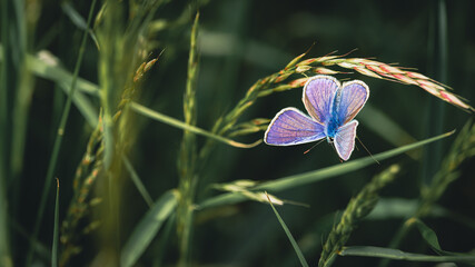 Colorful butterfly resting on the grass © Enjoy_Travel