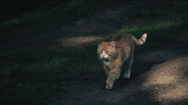 A serious red-haired cat walks down the street meowing and wincing from the sun.