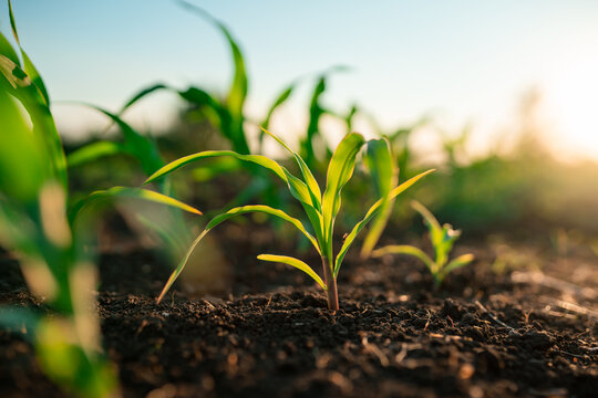 Maize seedlings in cultivated soil during evening sunlight. Crop production and agricultural season concept