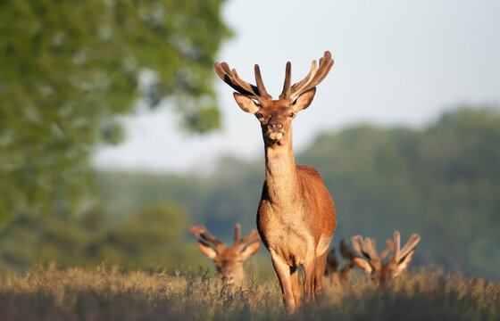 Red deer stag with new velvet antlers standing in summer meadow