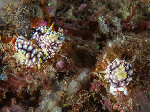 Chromodoris Nudibranchs (Goniobranchus geometricus), Sabah, Mabul Island Reef, Malaysia, Borneo