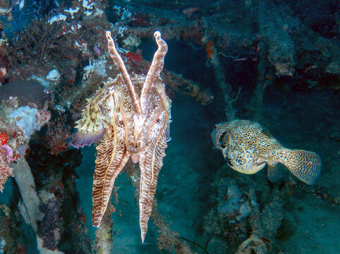 Broadclub Cuttlefish (Sepia latimanus) and a Map Puffer (Arothron mappa), sometimes called a Scribbled Pufferfish, Sabah, Mabul Island Reef, Malaysia, Borneo