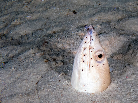 Highfin Snake Eel (Ophichthus altipennis), sometimes called a Blackfin Snake Eel, Sabah, Mabul Island Reef, Malaysia, Borneo