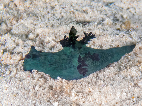 Miller's Nembrotha (Nembrotha milleri), Sabah, Mabul Island Reef, Malaysia, Borneo