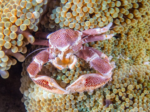 Spotted Porcelain Crab (Neopetrolisthes maculatus) on a Bubble Coral, Sabah, Mabul Island Reef, Malaysia, Borneo