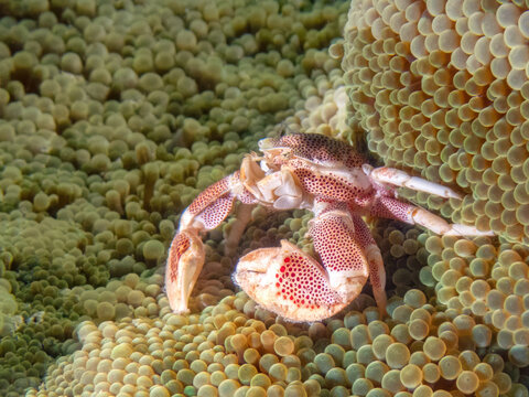 Spotted Porcelain Crab (Neopetrolisthes maculatus) on a Bubble Coral, Sabah, Mabul Island Reef, Malaysia, Borneo