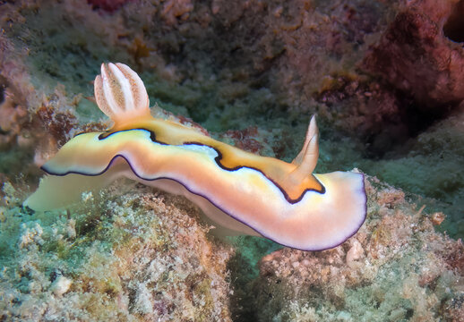 Dorid Nudibranch (Chromodoris coi), Sabah, Mabul Island Reef, Malaysia, Borneo