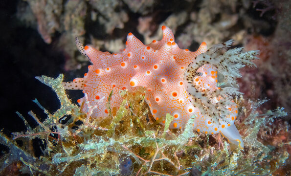 Batangas Halgerda nudibranch (Halgerda bantangas), Sabah, Mabul Island Reef, Malaysia, Borneo