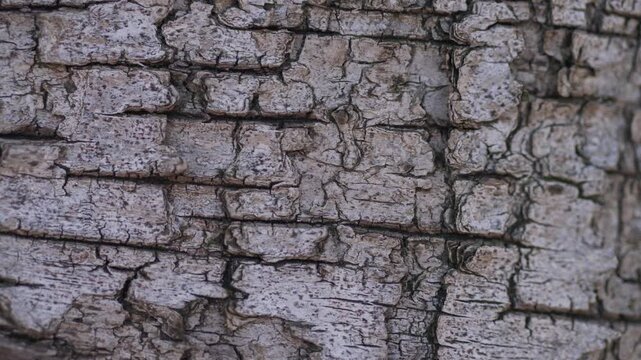Zoom‑in on rugged bark revealing tactile layered textures