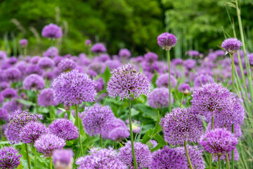 Fototapeta premium Purple Allium ornamental onions 