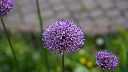Fototapeta premium Single Allium Globe Against Soft Background, Tall Stem Rising From Blurred Greenery, Crisp Petal Edges,