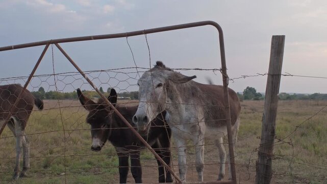 Donkey braying behind a metal gate