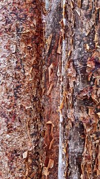 Macro Texture of Peeling Red Bark from a Tropical Chaca Tree