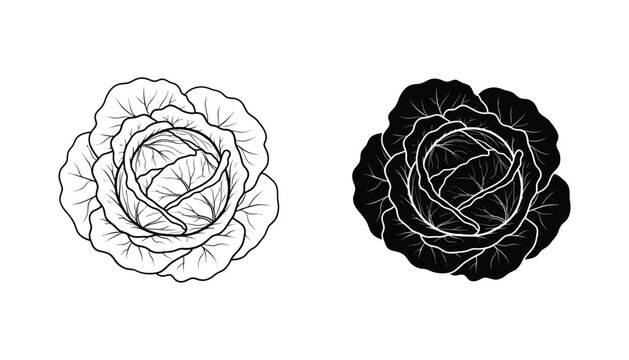 Fresh head of cabbage vegetable icon in outline and solid black flat design style for food and agriculture branding