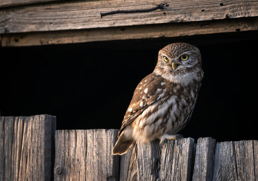 Little owl ( Athene noctua ) close up