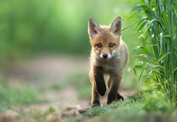 Fototapeta premium Cute young red fox ( Vulpes vulpes )