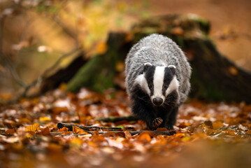 Fototapeta premium Badger close up ( Meles meles )