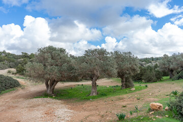 Fototapeta premium Mediterranean olive grove under dramatic cloudy sky