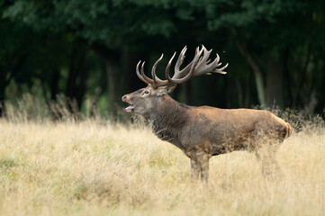 Fototapeta premium Deer male buck ( Cervus elaphus ) during rut