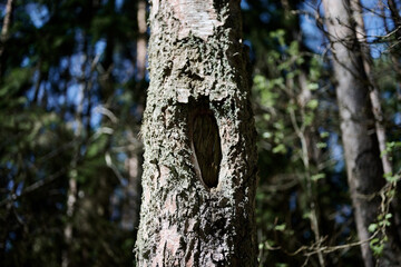 Obraz premium Sunlight illuminates the rugged surface of a tree trunk in a lush forest, revealing a prominent oval cavity carved by nature