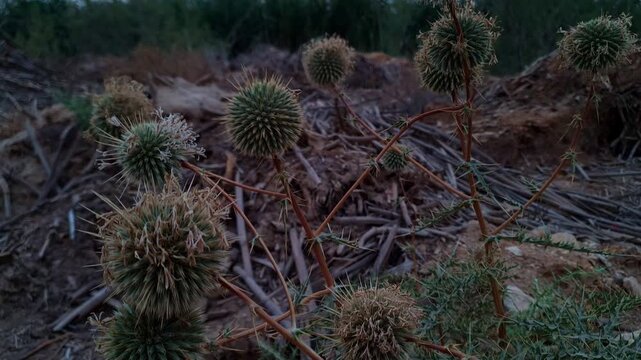 Close-up of wild globe thistle plant with spiky spherical heads in the Saudi desert