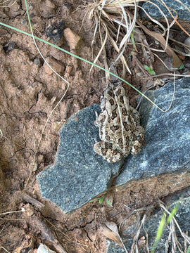 NC CLT Toad Fowlers on Rock 2026