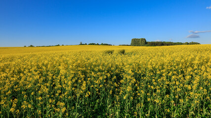 Fototapeta premium Rapeseed Field with Dense Treeline and Clear Sky