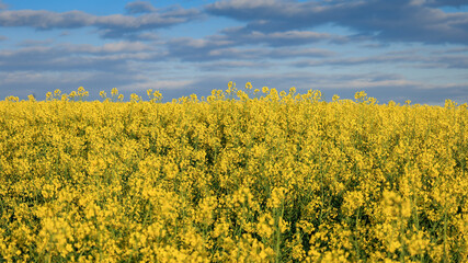 Obraz premium Close View of Rapeseed Flowers with Cloudy Sky