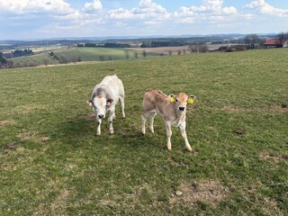 Obraz premium Cute cows and calves in a green meadow