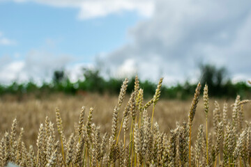 Fototapeta premium Golden wheat field under dramatic summer sky in rural countryside landscape