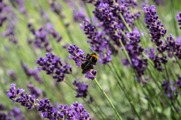 Fototapeta premium Lavender fields blooming under dramatic summer sky in rural countryside landscape