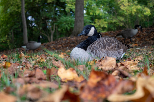 Geese at the duck pond at Virginia Tech in Blacksburg, Virginia